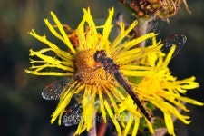 Dewy dragonfly 이미지 (177529411) - 게티이미지뱅크 Dewy dragonfly