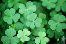 Three leaf clovers 이미지 (153090805) - 게티이미지뱅크 Three leaf clovers