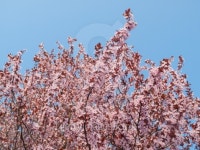 Pink springtime 이미지 (136522813) - 게티이미지뱅크 Pink springtime