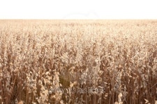 Oat field 이미지 (155664592) - 게티이미지뱅크 Oat field