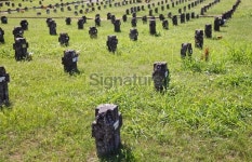 row of graves 이미지 (137803974) - 게티이미지뱅크 row of graves