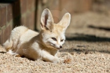 Sleepy Fennec 이미지 (150923176) - 게티이미지뱅크 Sleepy Fennec