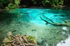 Blue Lake in Deep Forest 이미지 (156393972) - 게티이미지뱅크 Blue Lake in Deep Forest