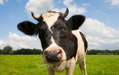 Dutch cow 이미지 (153198056) - 게티이미지뱅크 Dutch cow