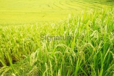 Rice Field 이미지 (174768549) - 게티이미지뱅크 Rice Field