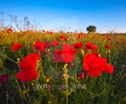 Wild poppies 이미지 (163930282) - 게티이미지뱅크 Wild poppies