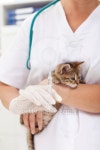 Veterinary treatment for a little kitten 이미지 (177533455) - 게티이미지뱅크 Veterinary treatment for a little kitten