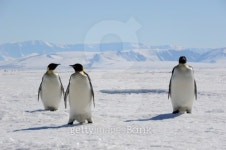 Emperor Penguins, Cape Washington, Antarctica 이미지 (153983412) - 게티이미지뱅크 Emperor Penguins, Cape Washington, Antarctica