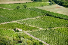 Vineyard in France 이미지 (147726767) - 게티이미지뱅크 Vineyard in France