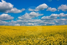 Rapeseed field 이미지 (154285738) - 게티이미지뱅크 Rapeseed field