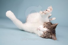 cat 이미지 (158670956) - 게티이미지뱅크 cat