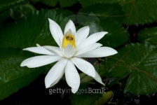 White lotus 이미지 (159019135) - 게티이미지뱅크 White lotus