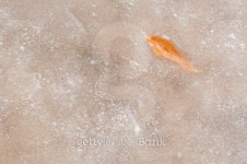 Leaf frozen in a lake 이미지 (153654102) - 게티이미지뱅크 Leaf frozen in a lake