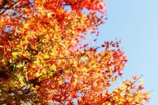 Autumn forest 이미지 (147513140) - 게티이미지뱅크 Autumn forest
