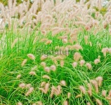 Fountain Grass (Pennisetum setaceum) in Autumn - V 이미지 (171286359) - 게티이미지뱅크 Fountain Grass (Pennisetum setaceum)... 