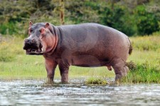 Hippo standing 이미지 (177544647) - 게티이미지뱅크 Hippo standing