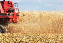 Flying Cobs 이미지 (158004297) - 게티이미지뱅크 Flying Cobs