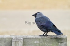 Black jackdaw Corvus monedula bird standing on bench 이미지 (171290458) - 게티이미지뱅크 Black jackdaw Corvus monedula bird... 