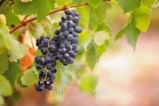 Wine grapes on vine 이미지 (147468062) - 게티이미지뱅크 Wine grapes on vine