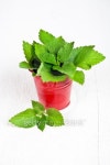 Stinging Nettle (Urtica Dioica) in red bucket 이미지 (158858819) - 게티이미지뱅크 Stinging Nettle (Urtica Dioica) in red bucket