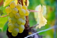 Bunch of white grapes - Palatinate, Germany 이미지 (155011585) - 게티이미지뱅크 Bunch of white grapes - Palatinate, Germany
