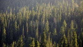 Green Pine Forest Background 이미지 (175183226) - 게티이미지뱅크 Green Pine Forest Background