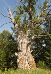 Giant old oak, one of the largest in Sweden 이미지 (149332935) - 게티이미지뱅크 Giant old oak, one of the largest in Sweden