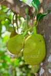 jack fruit on the tree 이미지 (177043869) - 게티이미지뱅크 jack fruit on the tree