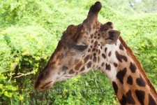 head of Giraffe 이미지 (155745625) - 게티이미지뱅크 head of Giraffe