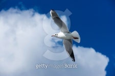 Free as a bird 이미지 (154296541) - 게티이미지뱅크 Free as a bird