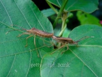 Stink bug 이미지 (177254001) - 게티이미지뱅크 Stink bug