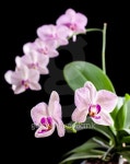 Orchid 이미지 (153400949) - 게티이미지뱅크 Orchid