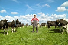 Young dutch farmer with his cows 이미지 (177290576) - 게티이미지뱅크 Young dutch farmer with his cows