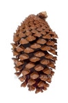Pine cone 이미지 (169256951) - 게티이미지뱅크 Pine cone