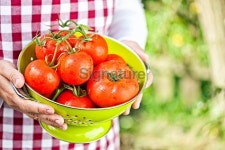 Tomatoes 이미지 (185001634) - 게티이미지뱅크 Tomatoes