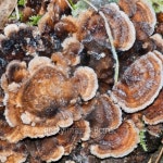 Fungus 이미지 (177288419) - 게티이미지뱅크 Fungus