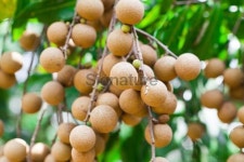 Longans growing in a orchard. 이미지 (175496652) - 게티이미지뱅크 Longans growing in a orchard.