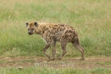 Walking Hyena 이미지 (177501825) - 게티이미지뱅크 Walking Hyena