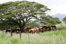 Herd of horses under a Banyan tree 이미지 (153655413) - 게티이미지뱅크 Herd of horses under a Banyan tree