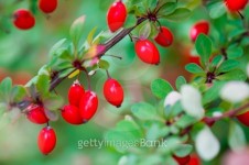 barberry berries 이미지 (153950988) - 게티이미지뱅크 barberry berries