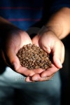 Man holding coffee beans 이미지 (159163812) - 게티이미지뱅크 Man holding coffee beans