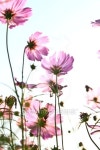 Pink Cosmos Flowers on White Background 이미지 (177311385) - 게티이미지뱅크 Pink Cosmos Flowers on White Background