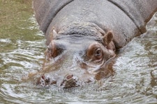 Hippo in river water 이미지 (177004775) - 게티이미지뱅크 Hippo in river water