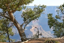 큰나무 여행(BIG TREE TOUR) | Tenacious Trees of the Grand Canyon 이미지 (471413161) - 게티이미지뱅크 Tenacious Trees of the Grand Canyon