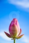 lotus bud under blue sky 이미지 (148166343) - 게티이미지뱅크 lotus bud under blue sky