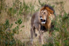 the king 이미지 (178584993) - 게티이미지뱅크 the king