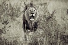 the king 이미지 (178537713) - 게티이미지뱅크 the king