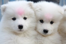 pet dog 이미지 (136921533) - 게티이미지뱅크 pet dog