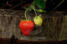 Backyard Barrell Berries. 이미지 (177298896) - 게티이미지뱅크 Backyard Barrell Berries.