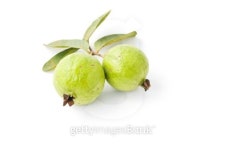 Guava fruit 이미지 (156721945) - 게티이미지뱅크 Guava fruit